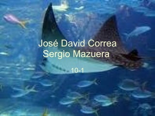 José David Correa Sergio Mazuera   10-1 