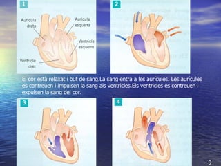  El cor està relaxat i but de sang.La sang entra a les aurícules. Les aurícules es contreuen i impulsen la sang als ventricles.Els ventricles es contreuen i expulsen la sang del cor. 9 