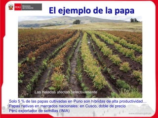 El ejemplo de la papa
Solo 5 % de las papas cultivadas en Puno son híbridas de alta productividad…
Papas nativas en mercados nacionales: en Cusco, doble de precio
Perú exportador de semillas (INIA)
Las heladas afectan selectivamente
 
