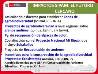 IMPACTOS SIPAM: EL FUTURO
CERCANO
• Articulando esfuerzos para establecer Zonas de
agrobiodiversidad (MINAGRI – INIA)
• Proyectos de agrobiodiversidad a nivel regional sobre
granos andinos (quinua, kañihua y tarwi).
• Py. de recuperación de alpacas de color.
• Coordinación con el Proyecto Nacional Mi Riego, que
incluye Sukakollos
• Proyecto de Recuperación de andenes
• Incentivos para la conservación de la agrobiodiversidad
Proyectos: Ecosistemas Andinos, PRODERN, Py
Agrobiodiversidad para GEF VI (Conservación de Parientes
Silvestres), Conservación In situ
 