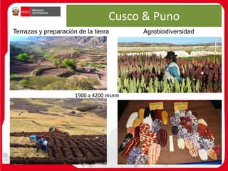 Cusco & Puno
Terrazas y preparación de la tierra Agrobiodiversidad
1900 a 4200 msnm
 