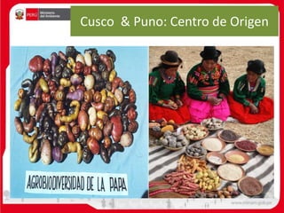 Cusco & Puno: Centro de Origen
 