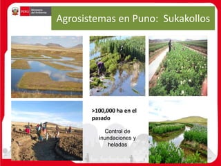 Agrosistemas en Puno: Sukakollos
Control de
inundaciones y
heladas
>100,000 ha en el
pasado
 