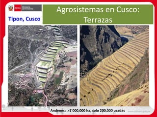 Agrosistemas en Cusco:
Terrazas
Andenes: >1’000,000 ha, solo 200,000 usadas
Tipon, Cusco
 
