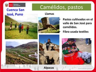 Camélidos, pastos
Llamas
Alpacas
• Pastos cultivados en el
valle de San José para
camélidos.
• Fibra usada textiles
Cuenca San
José, Puno
 