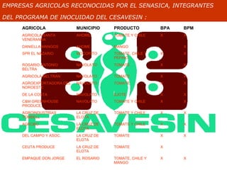EMPRESAS AGRICOLAS RECONOCIDAS POR EL SENASICA, INTEGRANTES

DEL PROGRAMA DE INOCUIDAD DEL CESAVESIN :
     AGRICOLA              MUNICIPIO    PRODUCTO          BPA   BPM
     AGRICOLA SANTA        AHOME        TOMATE Y CHILE    X     X
     VENERANDA
     DANIELLA MANGOS       AHOME        MANGO                   X
     SPR EL NAZARIO        MOCORITO     TOMATE, CHILE Y   X     X
                                        PEPINO
     ROSARIO ANTONIO       NAVOLATO     TOMATE            X     X
     BELTRA
     AGRICOLA BELTRAN      NAVOLATO     TOMATE            X     X
     AGROEXPORTADORA DEL   NAVOLATO     TOMATE            X     X
     NOROESTE
     DE LA COSTA           NAVOLATO     EJOTE             X     X
     C&M GREENHOUSE        NAVOLATO     TOMATE Y CHILE    X     X
     PRODUCE
     AGROINDUSTRIAS        LA CRUZ DE   TOMATE Y CHILE    X     X
     TOMBELL               ELOTA
     AGROBO                LA CRUZ DE   TOMATE Y CHILE    X     X
                           ELOTA
     DEL CAMPO Y ASOC.     LA CRUZ DE   TOMATE            X     X
                           ELOTA
     CEUTA PRODUCE         LA CRUZ DE   TOMATE            X
                           ELOTA
     EMPAQUE DON JORGE     EL ROSARIO   TOMATE, CHILE Y   X     X
                                        MANGO
 
