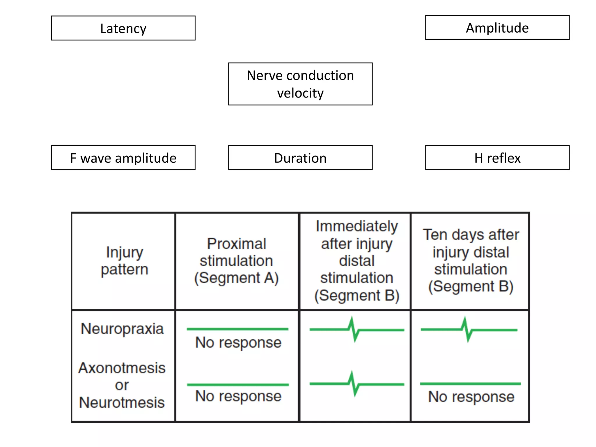 Nerve	conduction	
velocity	
Amplitude	Latency
DurationF	wave	amplitude H	reflex
 