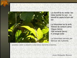 Jose Delgado Beano Les plantes  creixen  en direcció a   la llum natural. Això facilita la fotosintesi.   La fotosíntesi ,[object Object],[object Object],[object Object],[object Object],[object Object],[object Object],[object Object]