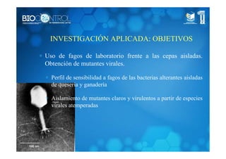 INVESTIGACIÓN APLICADA: OBJETIVOS
∗ Uso de fagos de laboratorio frente a las cepas aisladas.
Obtención de mutantes virales.
∗ Perfil de sensibilidad a fagos de las bacterias alterantes aisladas
de quesería y ganadería
∗ Aislamiento de mutantes claros y virulentos a partir de especies
virales atemperadas
 