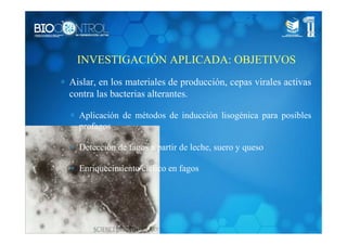INVESTIGACIÓN APLICADA: OBJETIVOS
∗ Aislar, en los materiales de producción, cepas virales activas
contra las bacterias alterantes.
∗ Aplicación de métodos de inducción lisogénica para posibles
profagos
∗ Detección de fagos a partir de leche, suero y queso
∗ Enriquecimiento cíclico en fagos
 
