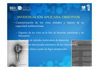 INVESTIGACIÓN APLICADA: OBJETIVOS
∗ Caracterización de los virus aislados y mejora de su
capacidad antibacteriana.
∗ Espectro de los virus en la lisis de bacterias autóctonas y de
laboratorio
∗ Desarrollo de métodos moleculares de detección
∗ Análisis por microscopía electrónica de los virus aislados
∗ Derivados claros a partir de fagos atemperados
 