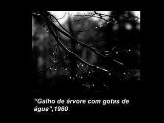 “Galho de árvore com gotas de
água”,1960
 