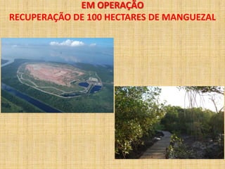 EM OPERAÇÃO
RECUPERAÇÃO DE 100 HECTARES DE MANGUEZAL
 