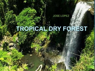 JOSE LOPEZ Tropical Dry forest 