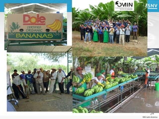 Dole




               29
       SNV Latin America
 