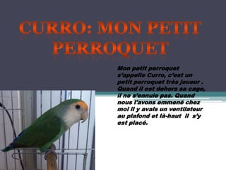Mon petit perroquet
s’appelle Curro, c’est un
petit perroquet très joueur .
Quand il est dehors sa cage,
il ne s’ennuie pas. Quand
nous l'avons emmené chez
moi il y avais un ventilateur
au plafond et là-haut il s’y
est placé.
 