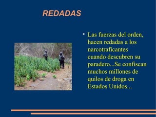 REDADAS Las fuerzas del orden, hacen redadas a los narcotraficantes cuando descubren su paradero...Se confiscan muchos millones de quilos de droga en Estados Unidos... 