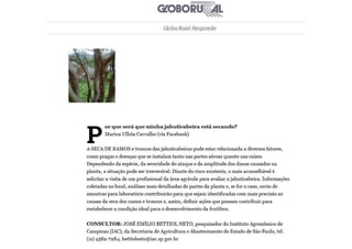 Revista Globo Rural - Edição de Novembro 2016