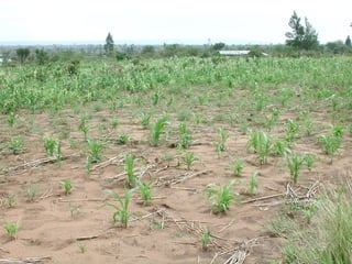Joseph Tanui: Grassroots participation in land regeneration through the Landcare approach #BeatingFamine