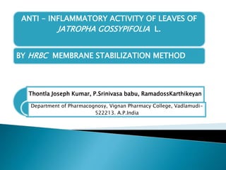 ANTI - INFLAMMATORY ACTIVITY OF LEAVES OF 
JATROPHA GOSSYPIFOLIA L. 
BY HRBC MEMBRANE STABILIZATION METHOD 
Thontla Joseph Kumar, P.Srinivasa babu, RamadossKarthikeyan 
Department of Pharmacognosy, Vignan Pharmacy College, Vadlamudi- 
522213. A.P.India 
 