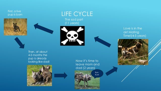 African Wild Dog african-wild-dog
