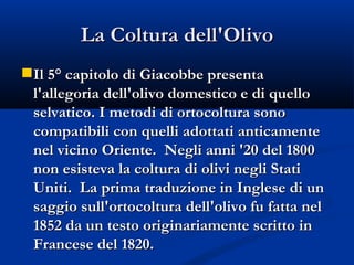 La Coltura dell'Olivo Il 5° capitolo di Giacobbe presenta l'allegoria dell'olivo domestico e di quello selvatico. I metodi di ortocoltura sono compatibili con quelli adottati anticamente nel vicino Oriente.  Negli anni '20 del 1800 non esisteva la coltura di olivi negli Stati Uniti.  La prima traduzione in Inglese di un saggio sull'ortocoltura dell'olivo fu fatta nel 1852 da un testo originariamente scritto in Francese del 1820. 
