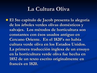 La Cultura Oliva El 5to capítulo de Jacob presenta la alegoría de los árboles verdes olivas domésticos y salvajes.  Los métodos de horticultura son constantes con ésos usados antiguo en Cercano Oriente.  En el 1820's no había cultura verde oliva en los Estados Unidos.  La primera traducción inglesa de un ensayo en la horticultura verde oliva fue hecha en 1852 de un texto escrito originalmente en francés en 1820. 
