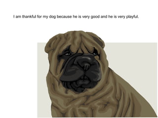 I am thankful for my dog because he is very good and he is very playful.
