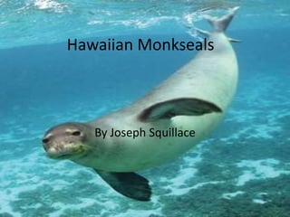 Hawaiian Monkseals



   By Joseph Squillace
 