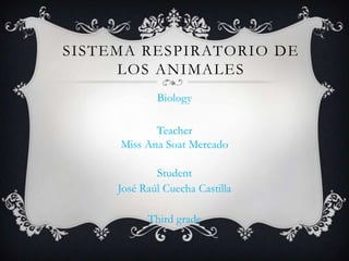 SISTEMA RESPIRATORIO DE
LOS ANIMALES
Biology
Teacher
Miss Ana Soat Mercado
Student
José Raúl Cuecha Castilla
Third grade
 