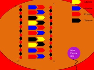 Adenine

3

5

Guanine
Cytosine
Thymine

DNA
Polyme
rase
3

5

 