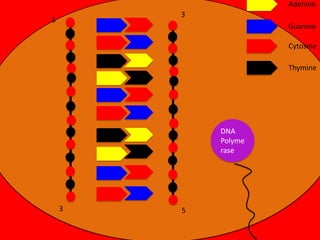 Adenine
3

5

Guanine
Cytosine
Thymine

DNA
Polyme
rase

3

5

 