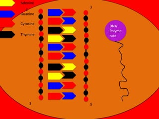 Adenine
5
Guanine

3

Cytosine

DNA
Polyme
rase

Thymine

3

5

 