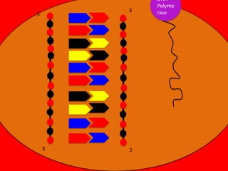 3

5

3

5

DNA
Polyme
rase

 