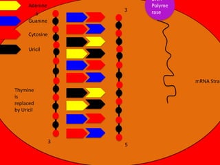 Adenine
5
Guanine

3

DNA
Polyme
rase

Cytosine
Uricil

mRNA Stran

Thymine
is
replaced
by Uricil

3

5

 