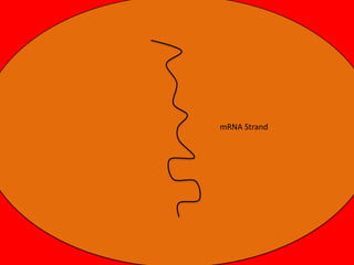mRNA Strand

 