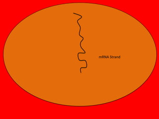 mRNA Strand

 