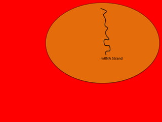 mRNA Strand

 