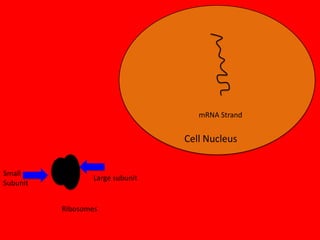 mRNA Strand

Cell Nucleus
Small
Subunit

Large subunit

Ribosomes

 