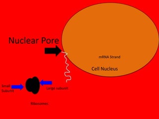 Nuclear Pore
mRNA Strand

Cell Nucleus
Small
Subunit

Large subunit

Ribosomes

 