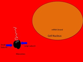 mRNA Strand

Cell Nucleus
Small
Subunit

Large subunit

Ribosomes

 