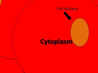 Cell Nucleus

 