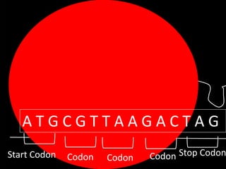 ATGCGTTAAGACTAG
Start Codon

Codon

Codon

Codon Stop Codon

 
