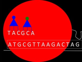 T A CG C A

ATGCGTTAAGACTAG

 