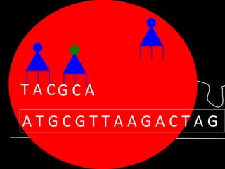 T A CG C A

ATGCGTTAAGACTAG

 