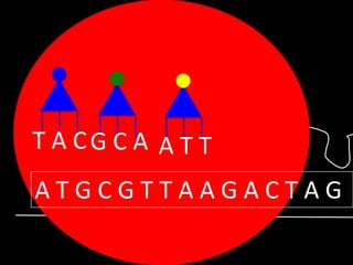 T A CG C A A T T

ATGCGTTAAGACTAG

 