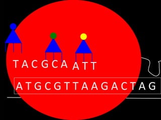 TACGCA ATT

ATGCGTTAAGACTAG

 