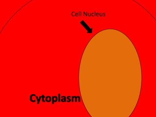 Cell Nucleus

 
