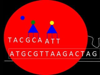 TACGCA ATT

ATGCGTTAAGACTAG

 