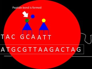 Peptide bond is formed

TAC GCA ATT

ATGCGTTAAGACTAG

 